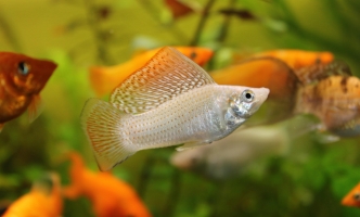 Et neque exercitationem quis